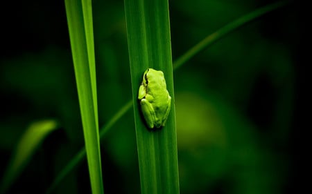 Reptiles_Little_frog - reptiles, animals, little, frogs, green, grass