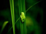 Reptiles_Little_frog