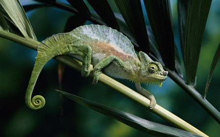 Reptiles_Chameleon_on_a_branch - tree, animals, chameleon, reptiles