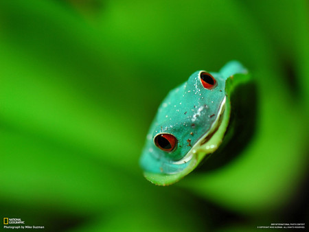 Reptiles_Frog - frogs, green, grass, close up, animals