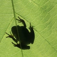 Frog_on_leaf