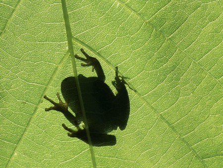 Frog_on_leaf - animals, leaf, tree, frogs, green