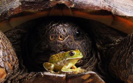 Frog_joke - close up, turtle, animals, frogs, joke