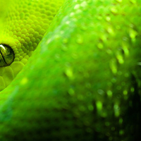 Snake_Morelia_Viridis