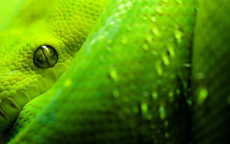 Snake_Morelia_Viridis - close up, morelia, snakes, animals, green, reptiles