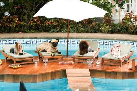 Dogs - nice, fun, photography, water, funny, lounge, cool, beautiful, rest, dogs, food, pool, photo, garden, drinks, relax