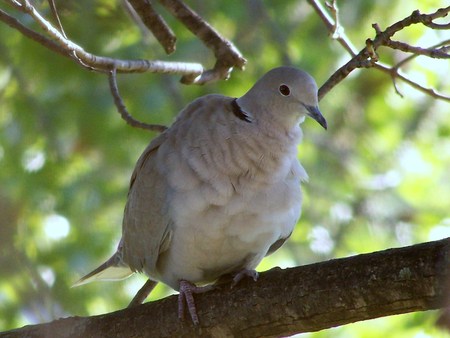 Ring neck turtle dove - pretty, birds, lovely, dove