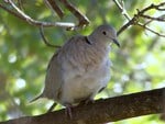 Ring neck turtle dove