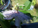 Passion Flower vine