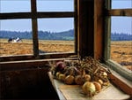 country window