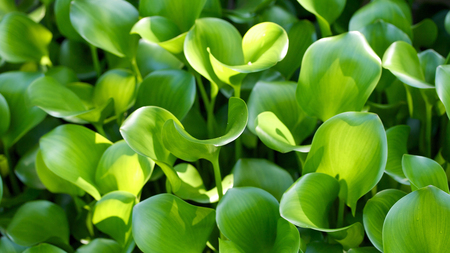 Green - fresh, leaf, nature, green