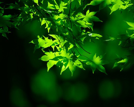 Green - fresh, leaf, nature, green