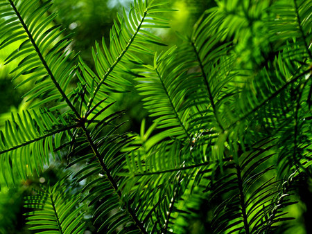 Green - fresh, leaf, nature, green