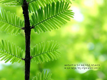 Green - fresh, leaf, nature, green