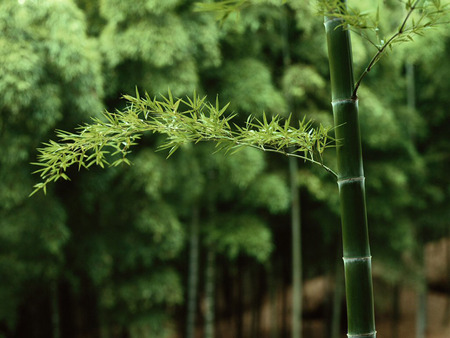 Green - fresh, leaf, nature, green