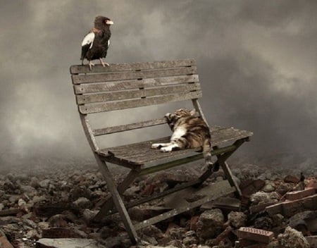 Get Off My Chair - bird, abstract, fantasy, seat, cat, rubble