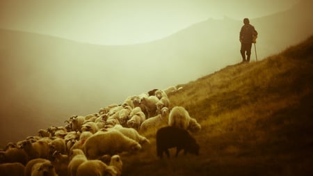 Shephered in Romania - montain, romania, sheeps, picture