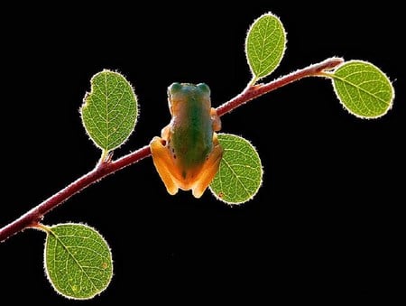 Hanging out - black background, frog, leaves, small, green and orange, branch