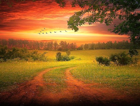 Country eve - trees, sunset sky, tree, road, grass, country