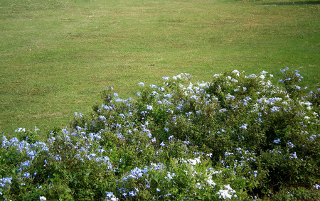 Flowers bed - nature, park, flowers, flowers bed