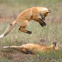 Foxes Play