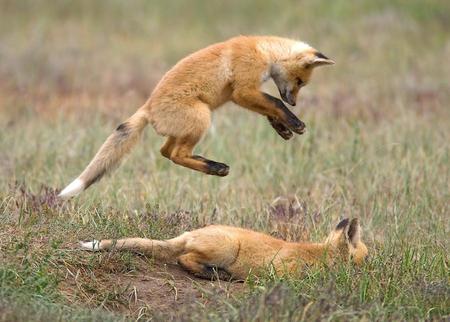 Foxes Play