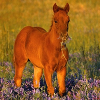 Cute Foal