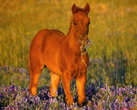 Cute Foal - little horse, brown, cute, gras, flowers, sweet