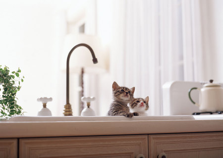 Kittens Bath ? - kitten, funny, cats, sink, kitchen, cat