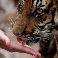 feeding a tiger