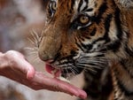 feeding a tiger