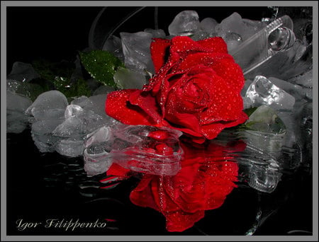 red rose - red rose, beautiful, art photo, nature