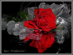 red rose