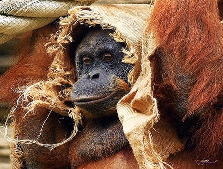 Red carpet ready - orangutan, primate, burlap veil, red hair, cute