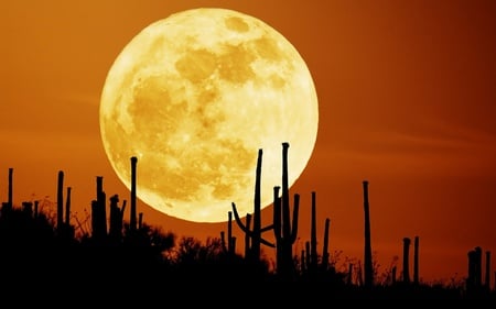 Rising Moon - moon, rising, sky, pic