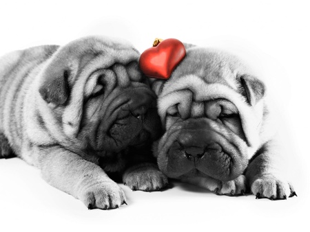 Dogs Valentine Day - dog, dogs, cute, puppies, little