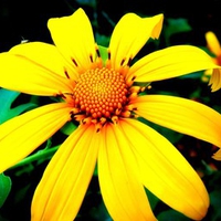 Golden Glory