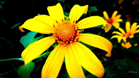 Golden Glory - flower, firefox persona, daisies, nature, abstract, daisy