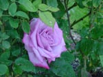 Purple rose