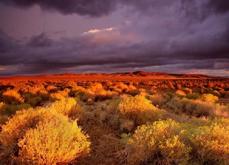 Wilderness - sky, colours, landscape, clouds, brush