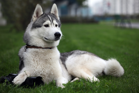 Siberian Husky - husky, siberian husky