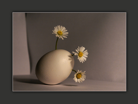 flowers vase - nice, flowers, vase, still life, nature