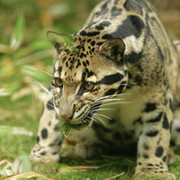 Big Kitty