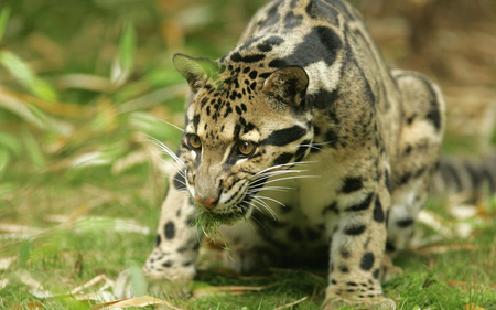 Big Kitty - cheetah, big, leopard, animal, nature, cat