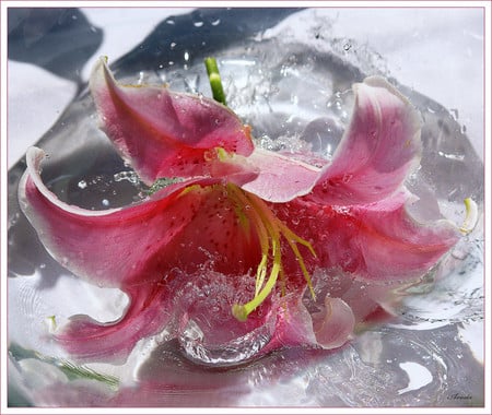 beautiful flower - flower, art photo, water, beautiful, nature