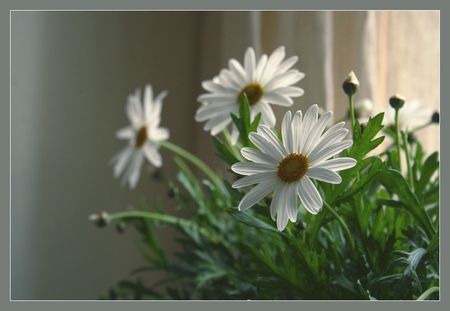 white flowers - art photo, white flowers, nature, beautiful