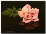 pink rose