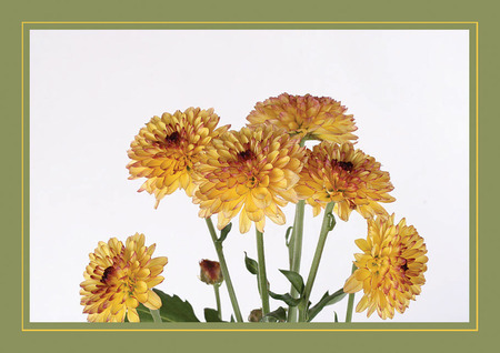 yellow flowers - pretty, art photo, nature, yellow flowers