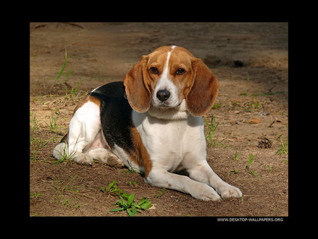 Reminds me of a dog that I had - beagle, silly, playful, friendly