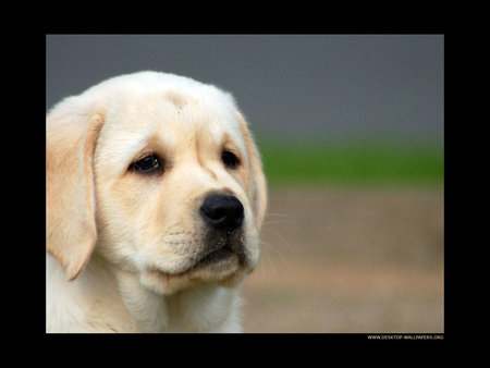 PLEASE PLEASE VOTE FOR ME - cute, adorable, puppy, retriever